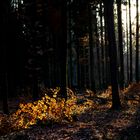 Wald neulich in Böblingen