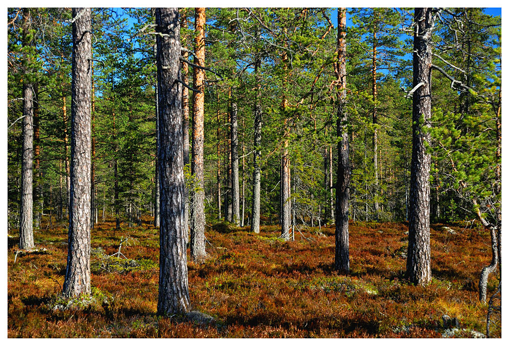 Wald nichts als Wald