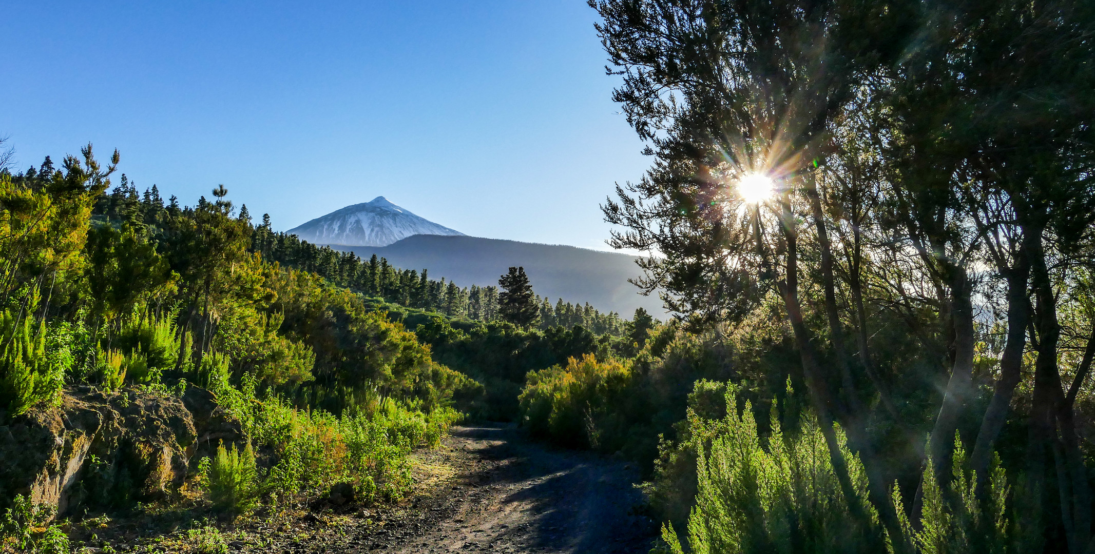 Wald oberhalb Aquamansa - Teneriffa