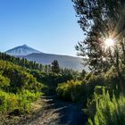 Wald oberhalb Aquamansa - Teneriffa