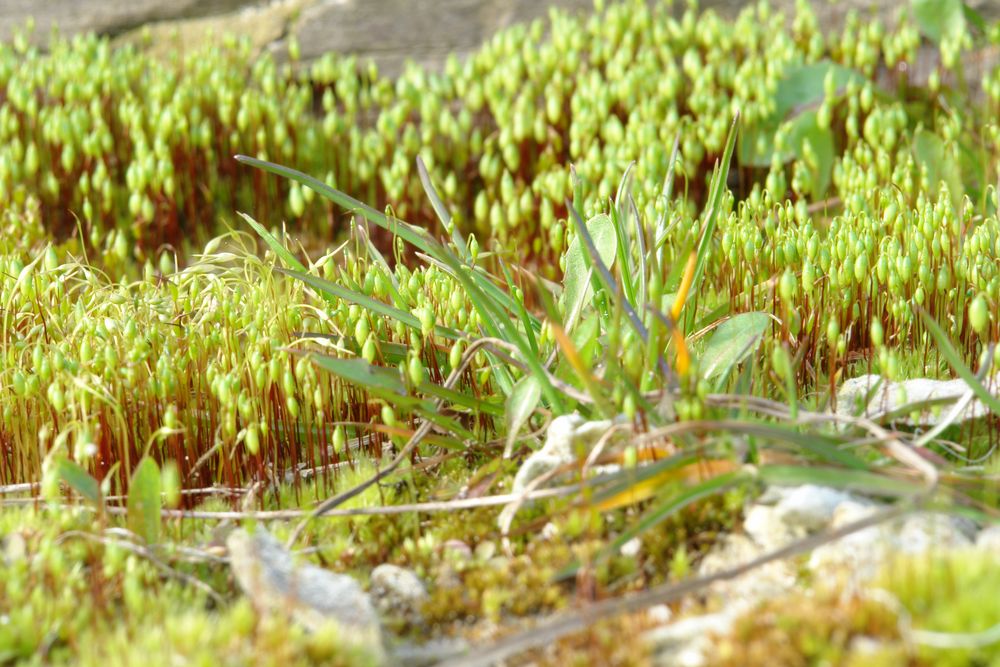 Wald - oder auch nicht? - von Rheinrot 