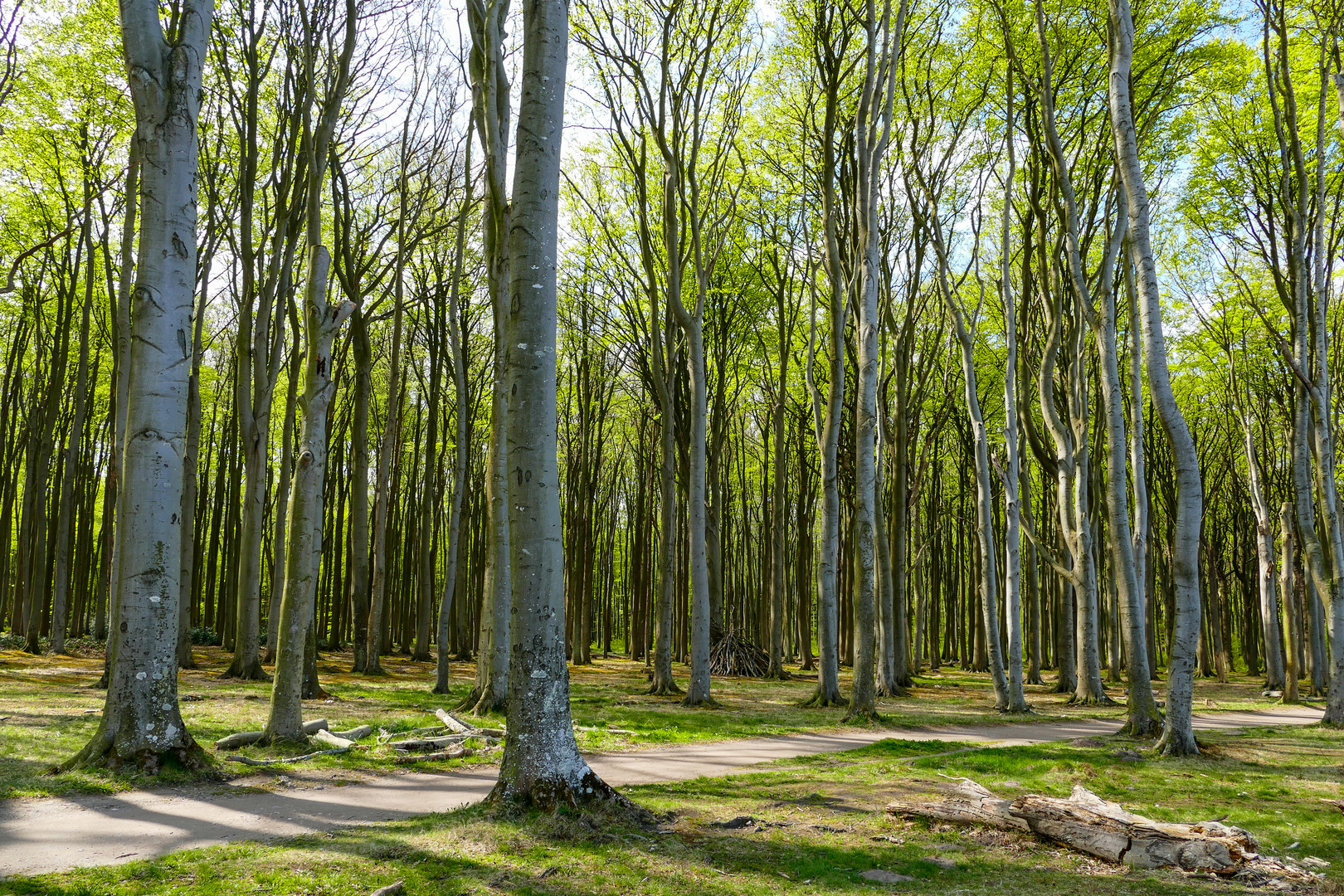 ...Wald oder Bäume...?