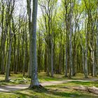 ...Wald oder Bäume...?