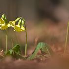 Wald- oder Gewöhnliche Schlüsselblume 1/11