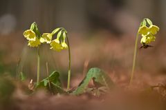 Wald- oder Gewöhnliche Schlüsselblume 1/11