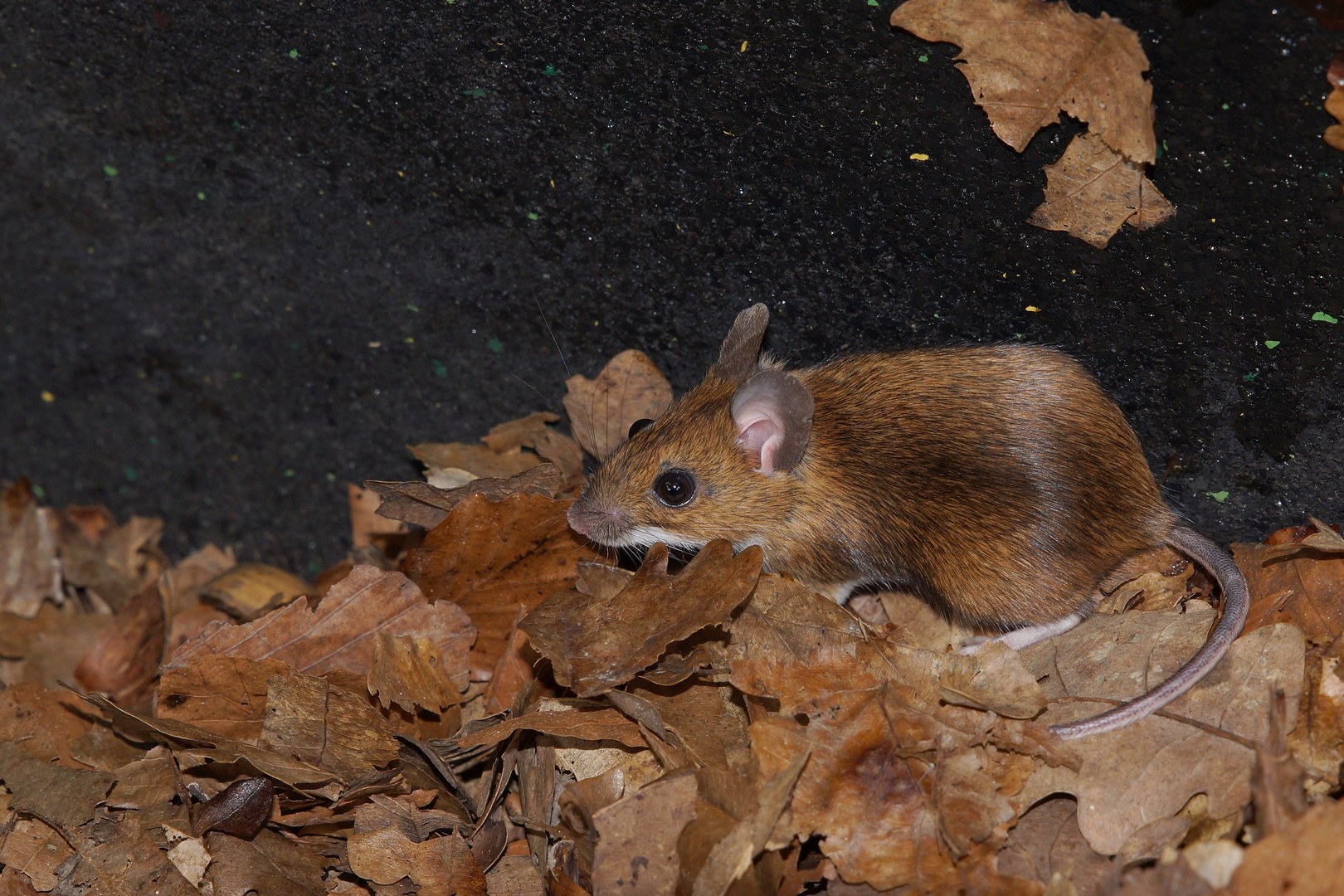 Wald oder Haselmaus