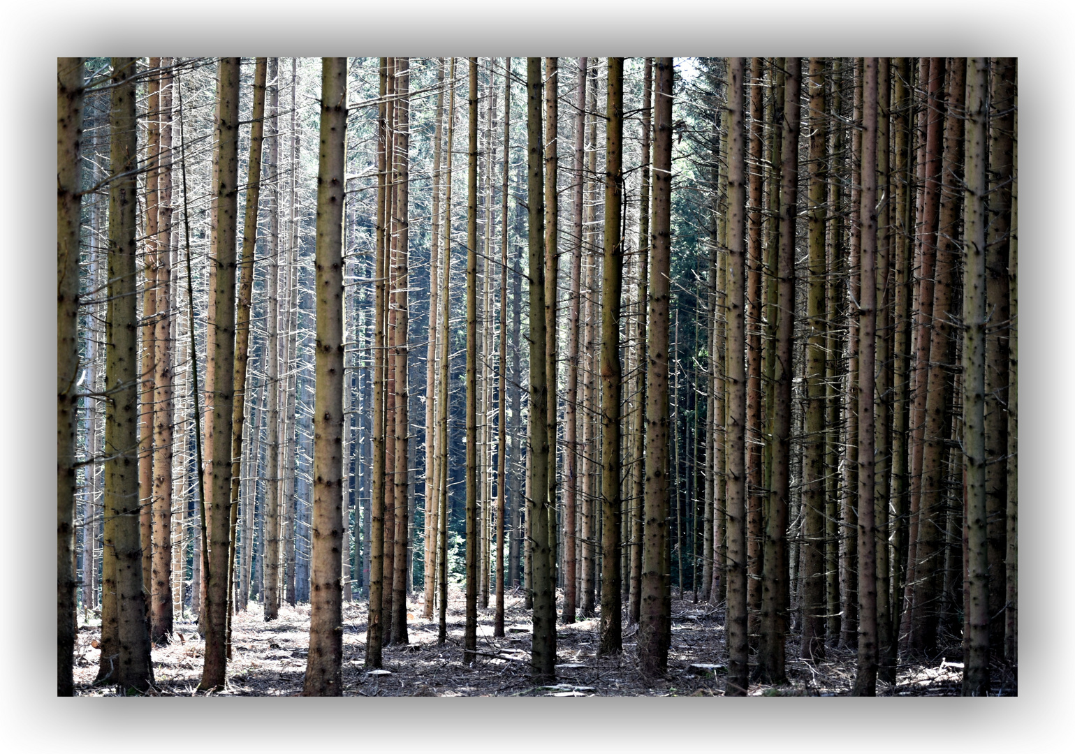 Wald , oder nur Bäume ?