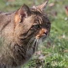 Wald- oder Wildkatze im Tierpark Lange Erlen - Kanton Basel Stadt.