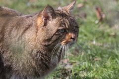 Wald- oder Wildkatze im Tierpark Lange Erlen - Kanton Basel Stadt.