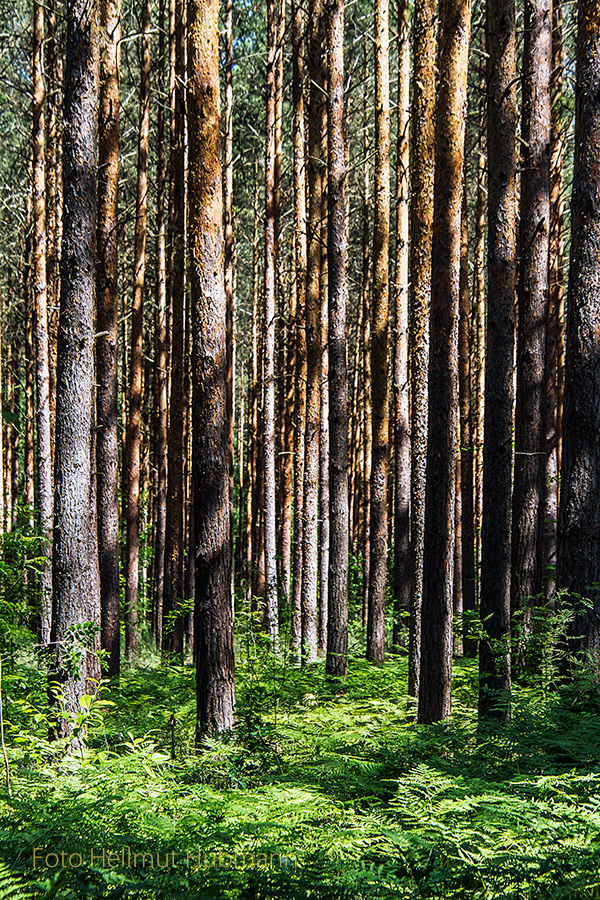 WALD OHNE DURCHBLICK