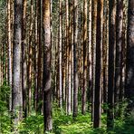 WALD OHNE DURCHBLICK