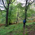 Wald ohne Ende