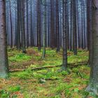 Wald ohne Wiederkehr