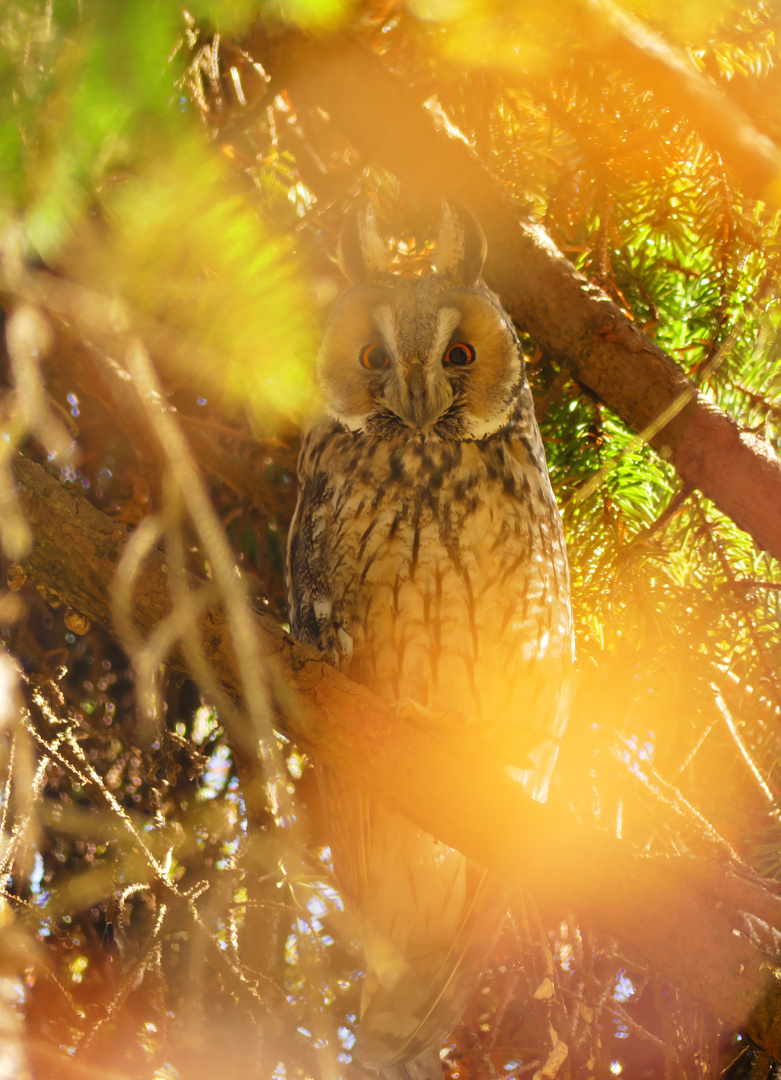 Wald - Ohr - Eule...Waldohreule