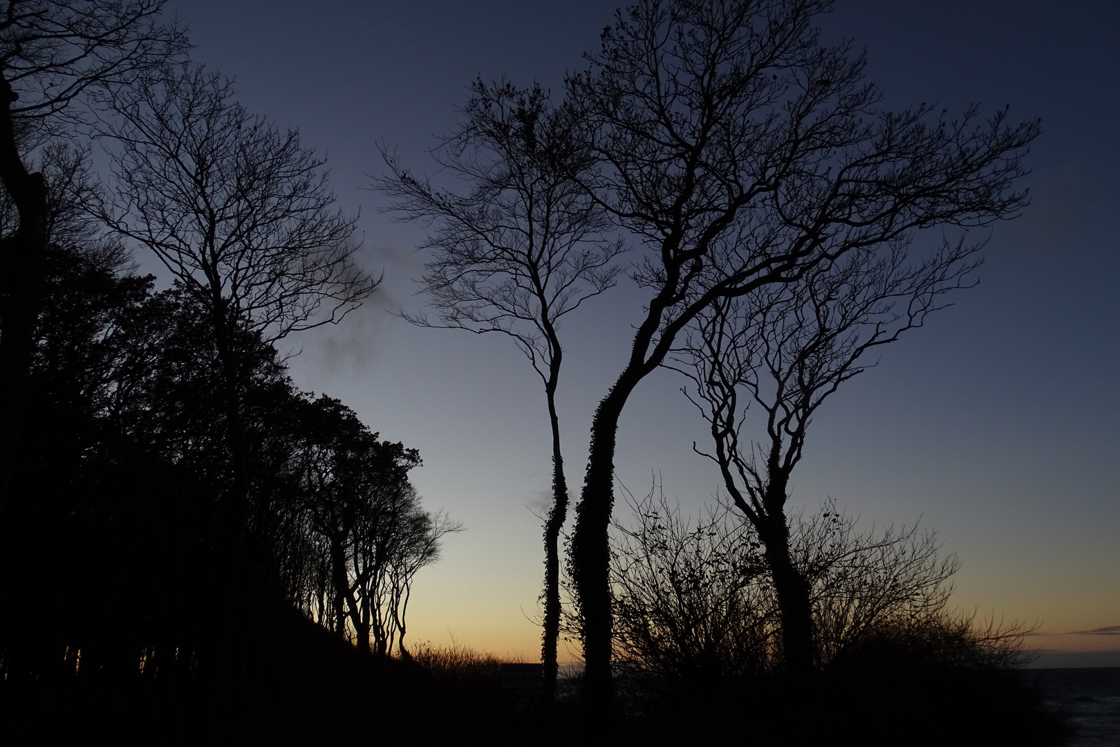 Wald Ostsee