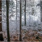 Wald-Panorama