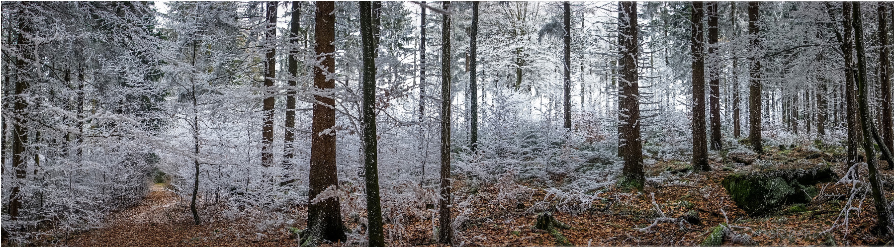 Wald-Panorama