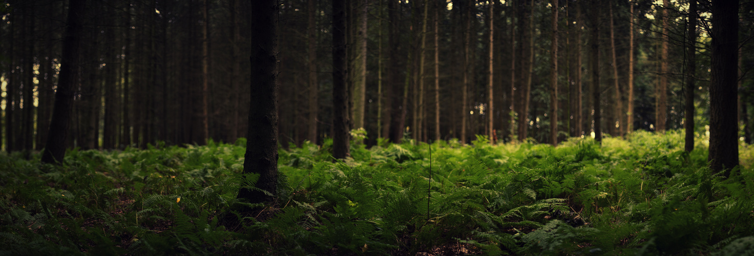 Wald Panorama