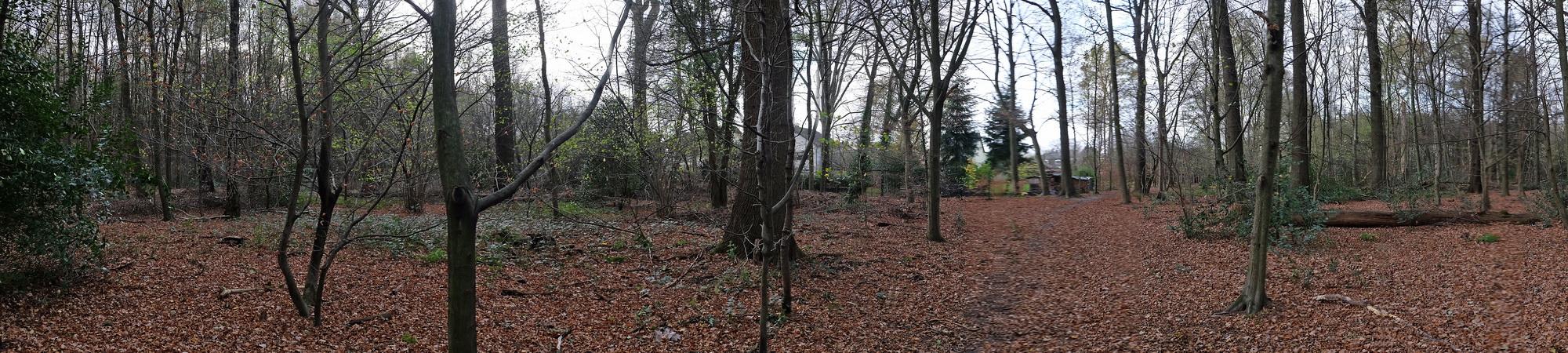 Wald-Panorama