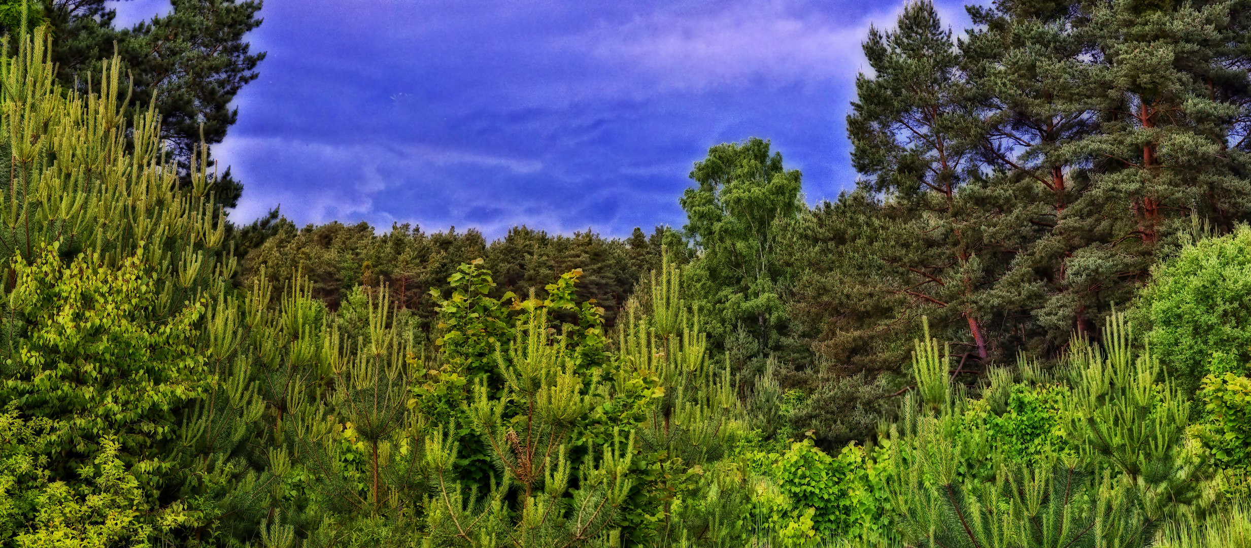 Wald Panorama als Pseudo HDR 