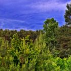 Wald Panorama als Pseudo HDR 