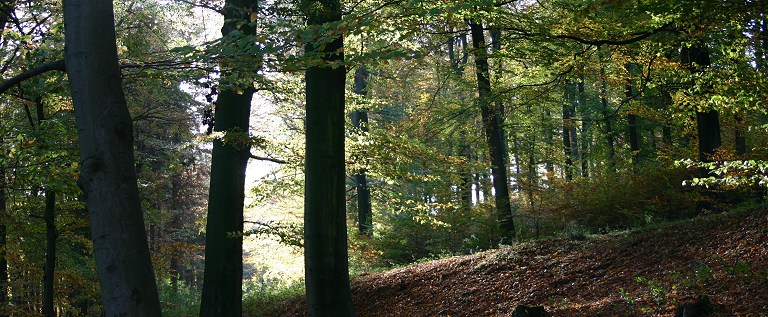 Wald Panorama