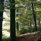 Wald Panorama