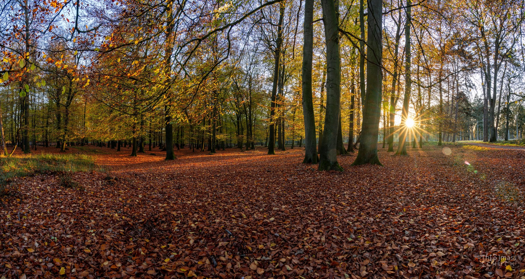 Wald Panorama1