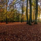 Wald Panorama1