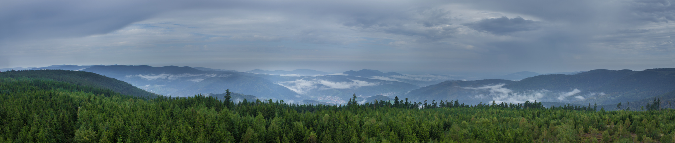 Wald- Panorma