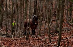 Wald, Pferd und Mensch ...