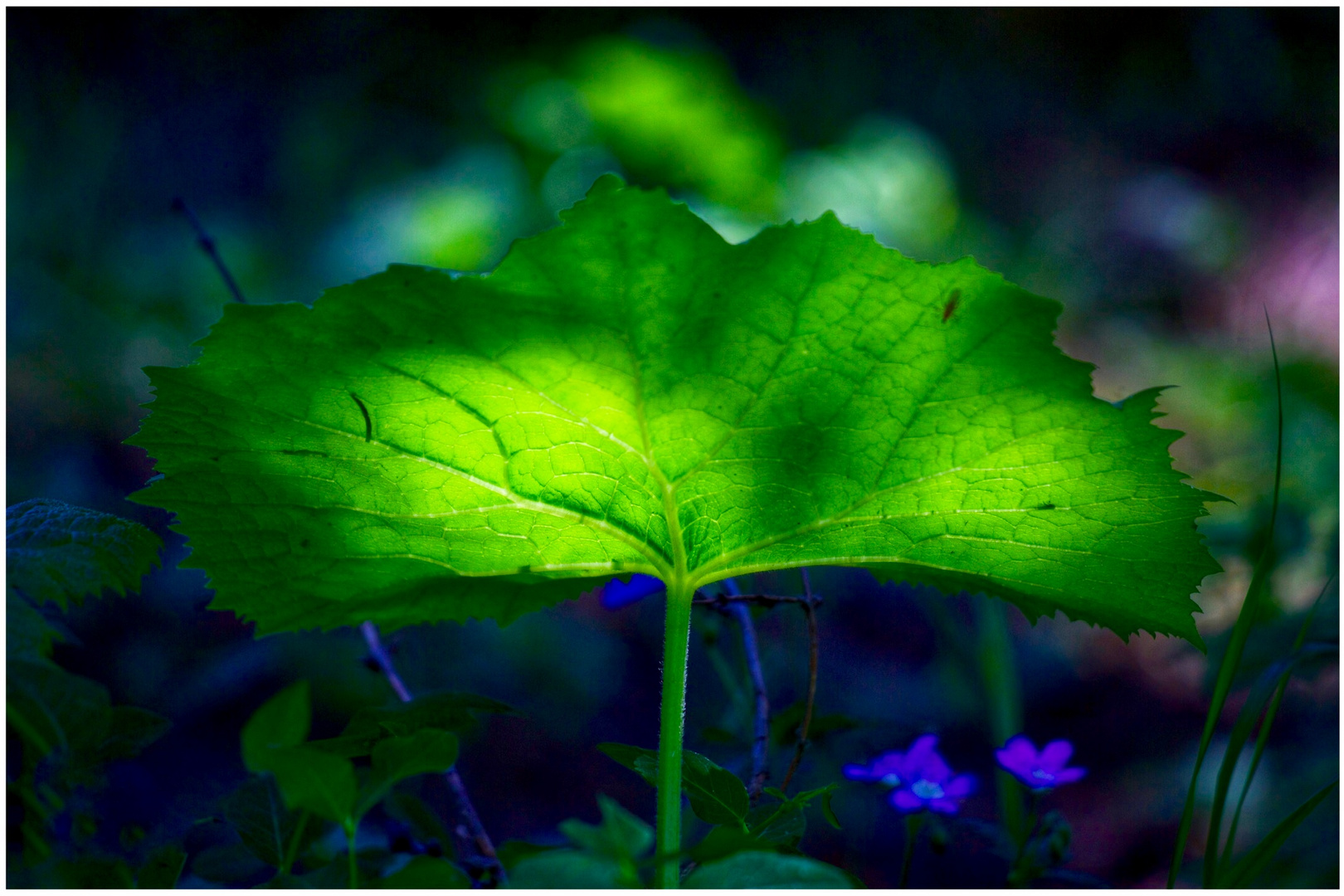 Wald Pflanzen mit Sonnenlicht 