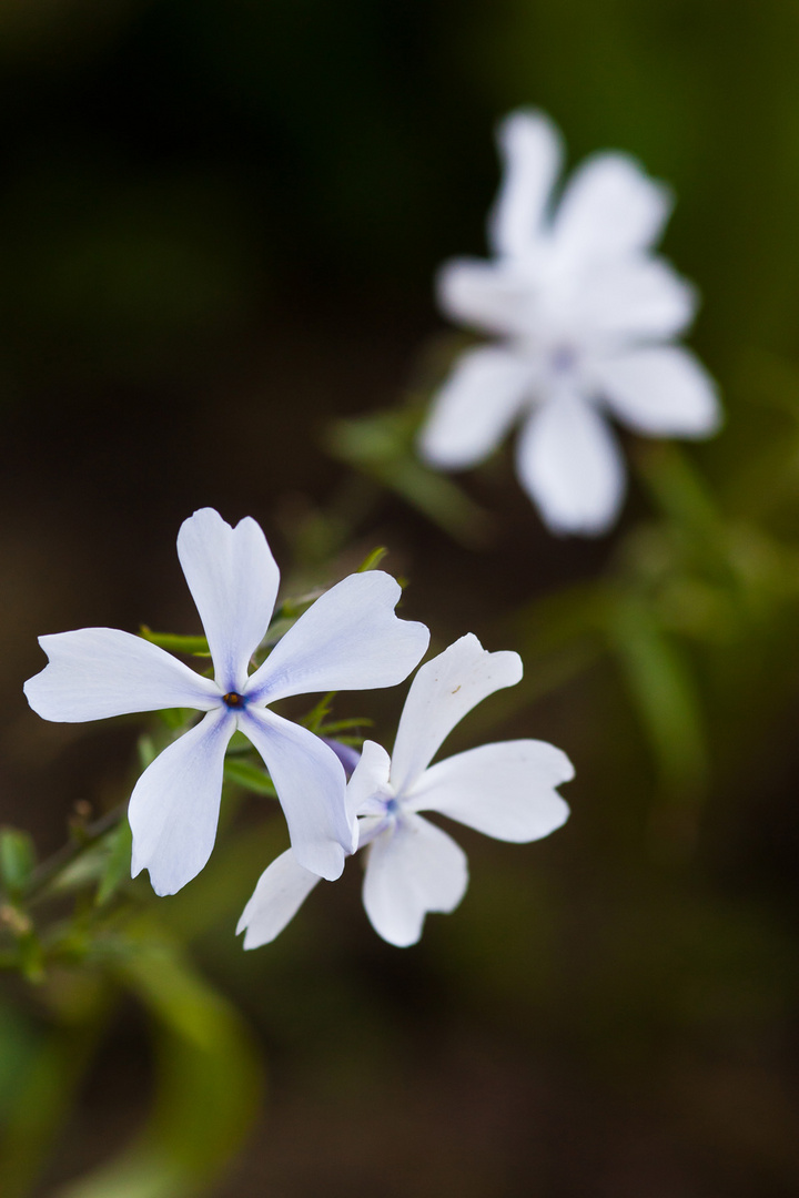 Wald-Phlox