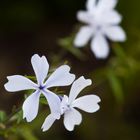 Wald-Phlox