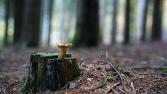 Wald Pilz