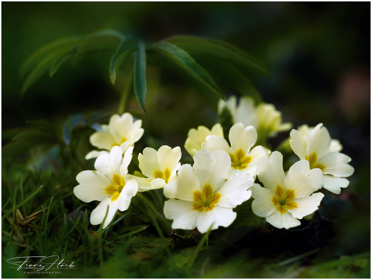 Wald Primeln 