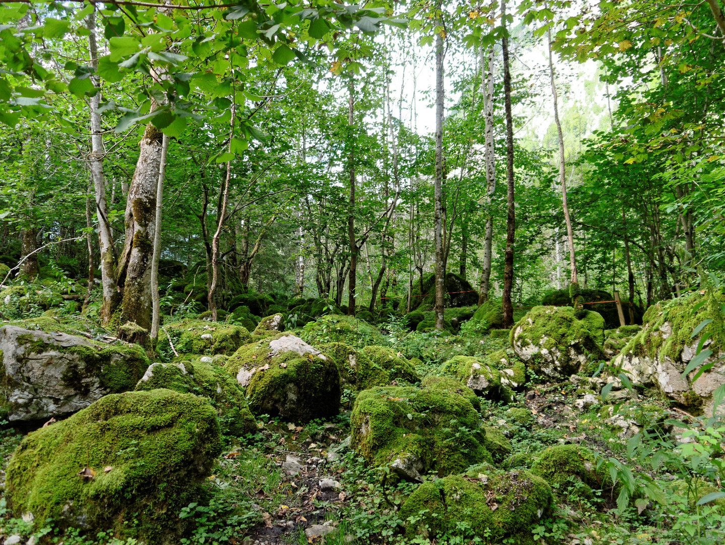 Wald pur