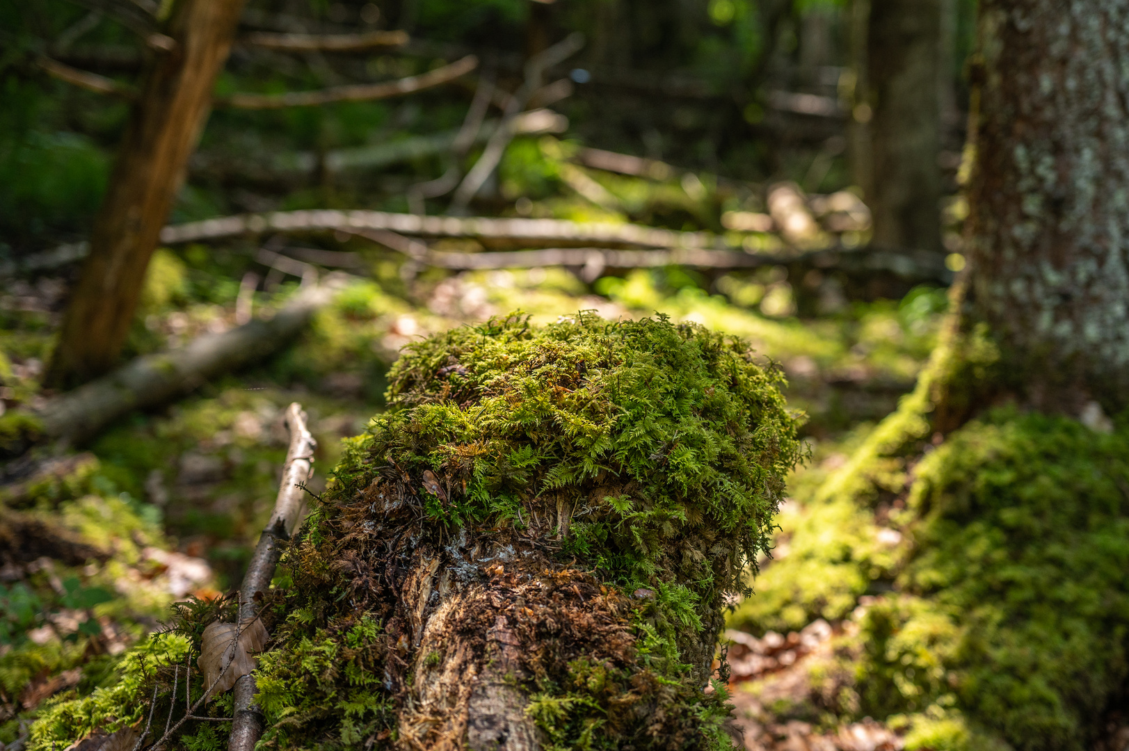 Wald Romantik