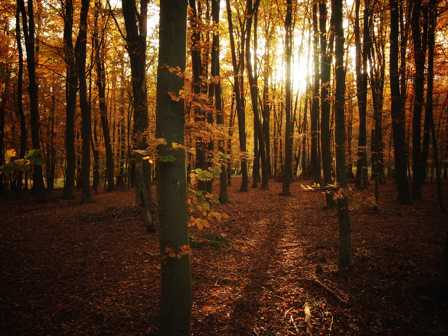 Wald - Rothaargebirge