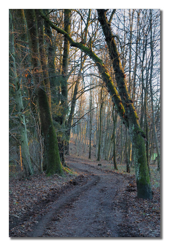 Wald - Salzburg