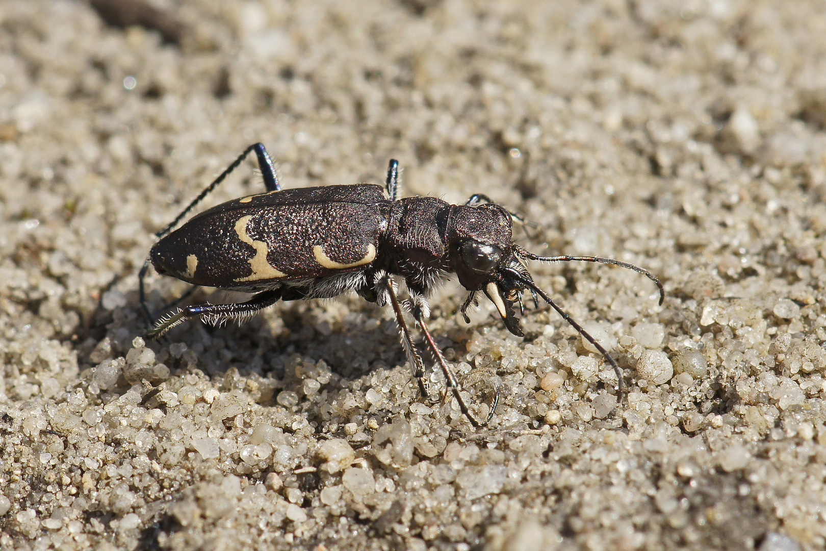 Wald-Sandlaufkäfer (Cicindela sylvatica)