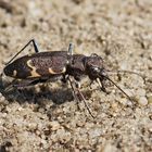 Wald-Sandlaufkäfer (Cicindela sylvatica)