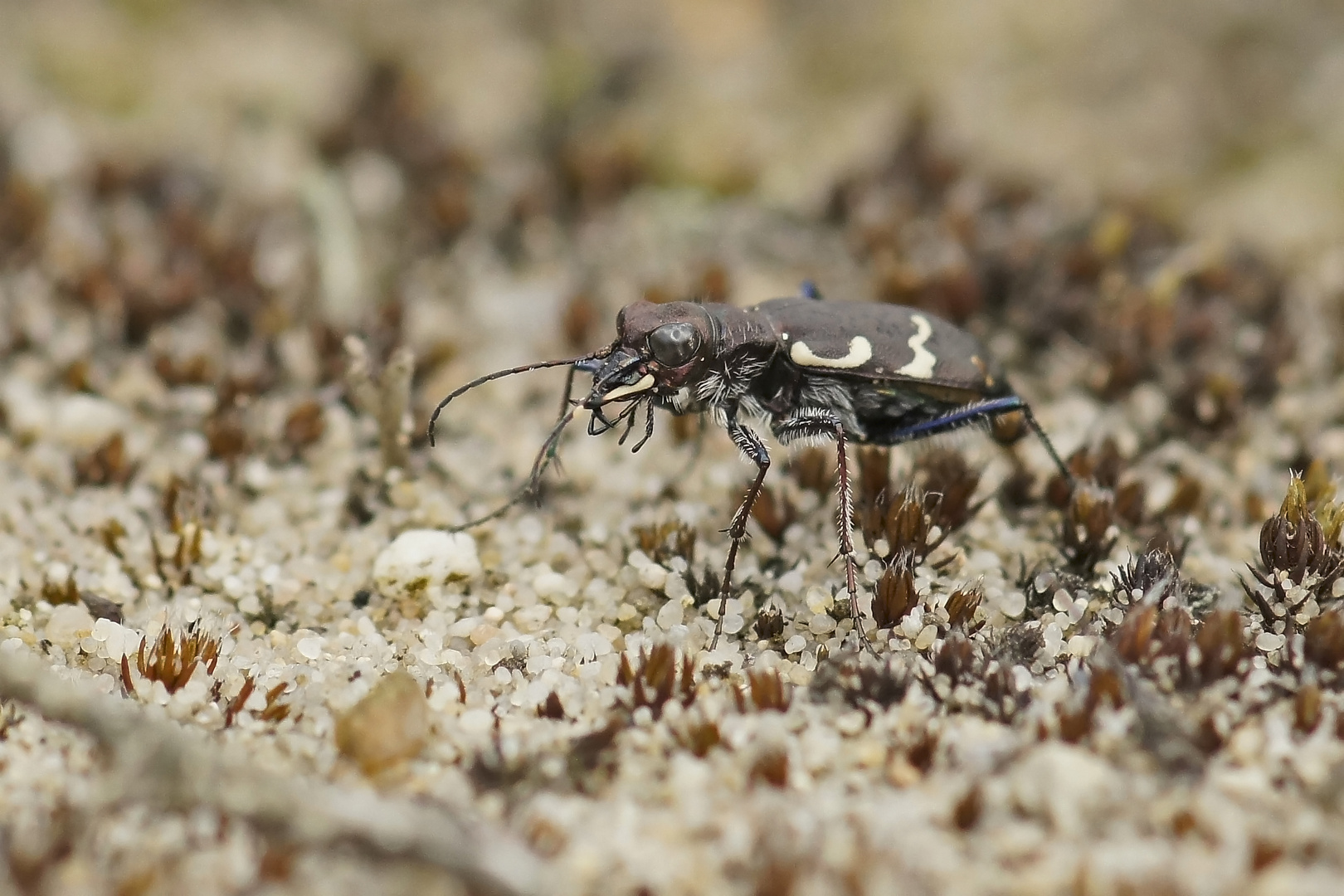 Wald-Sandlaufkäfer (Cicindela sylvatica)