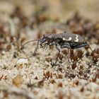 Wald-Sandlaufkäfer (Cicindela sylvatica)