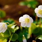 Wald-Sauerklee-Blüten