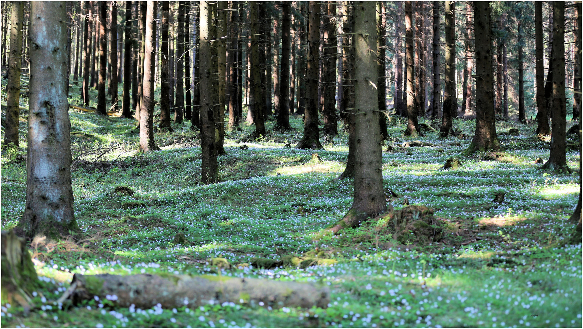 Wald-Sauerklee