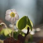 Wald-Sauerklee im Gegenlicht