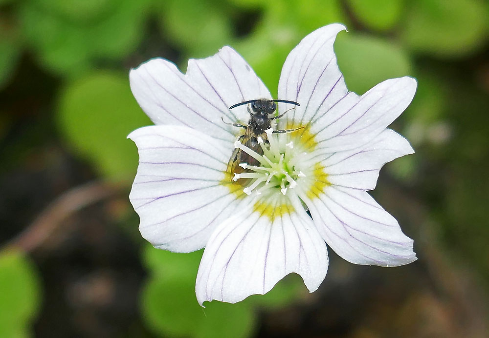 Wald-Sauerklee mit kleine Wildbiene