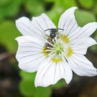 Wald-Sauerklee mit kleine Wildbiene