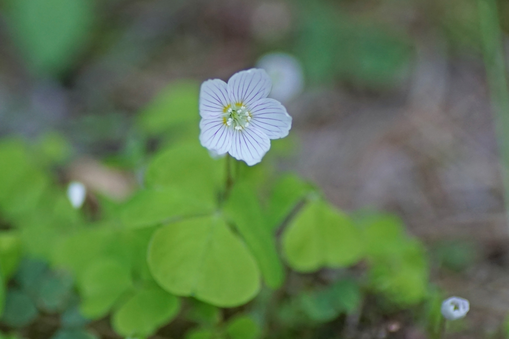 Wald-Sauerklee (Oxalis acetosella)